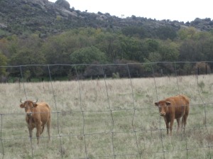 Vacas junto al camino